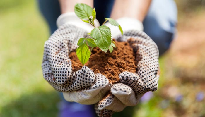 Guide to Planting with Compost - Mr Crapper's Potting Shed