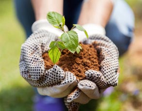 Hands holding plant in soil